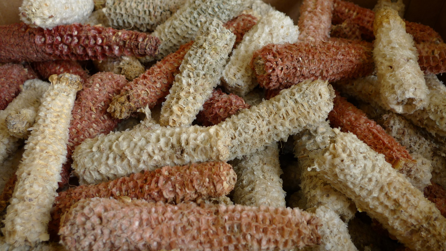 Great Chinese Invention TRUMP LAND