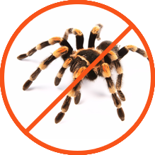 Spiders Control and affects