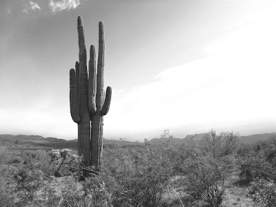 arizona landscape, cactus, 