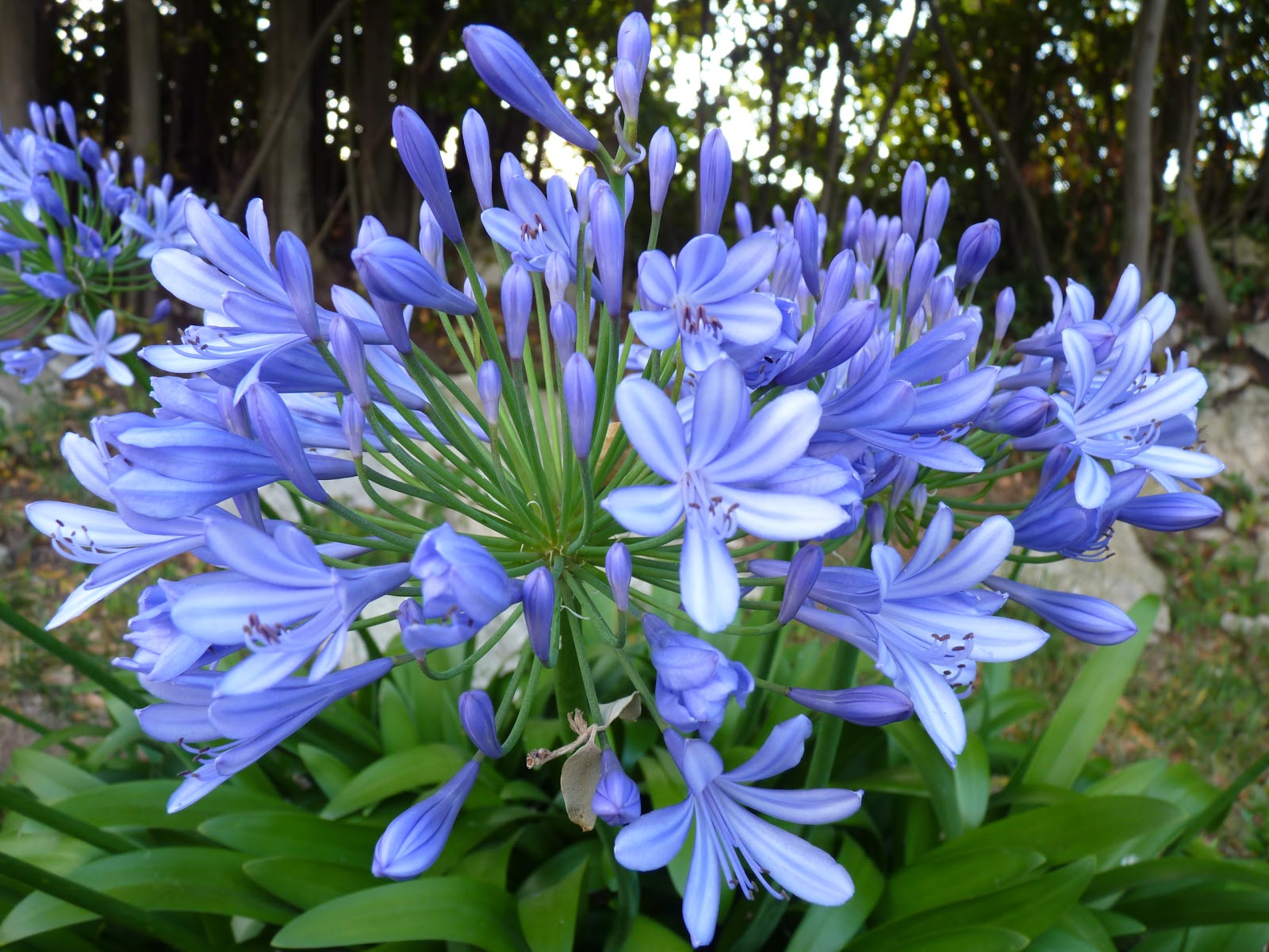 pequeñas cosas que nos hacen felices: AGAPANTO (AGAPANTHUS AFRICANUS)