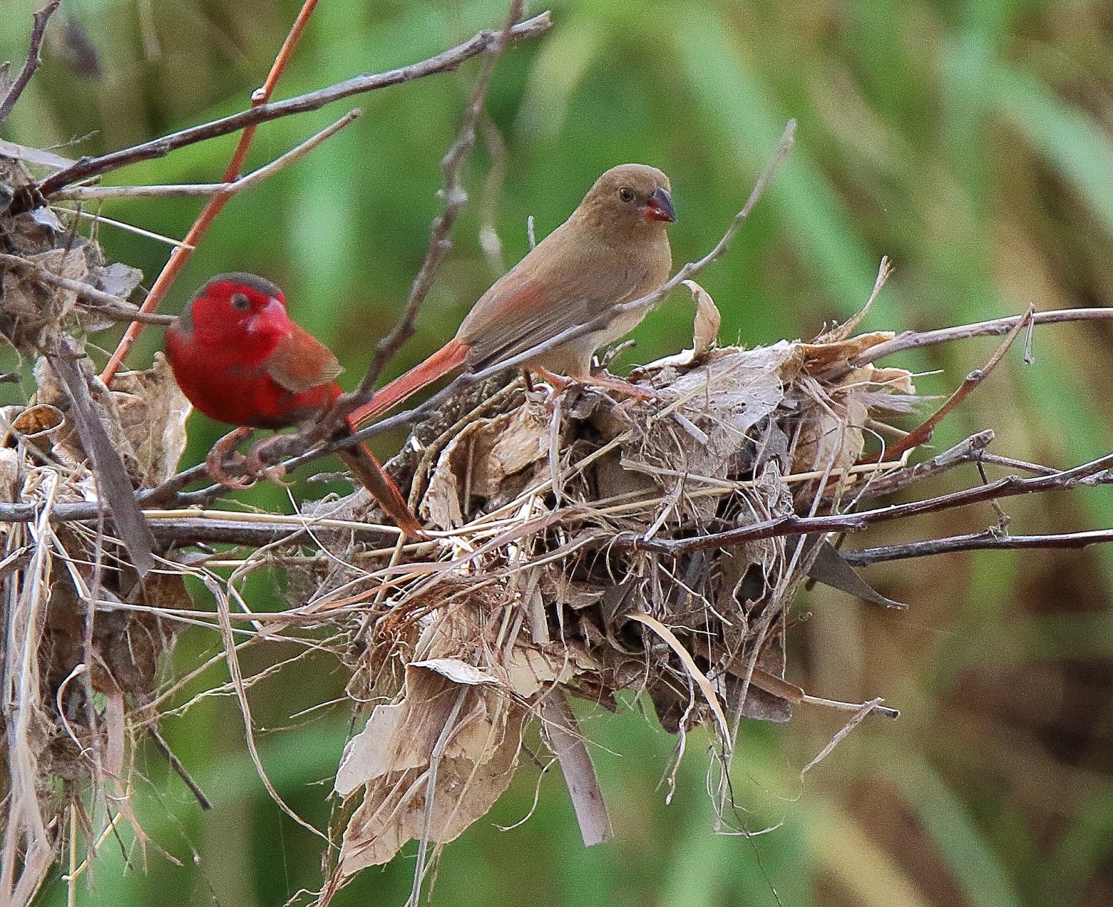 Richard Waring's Birds of Australia: Finches, Finches, Finches. and