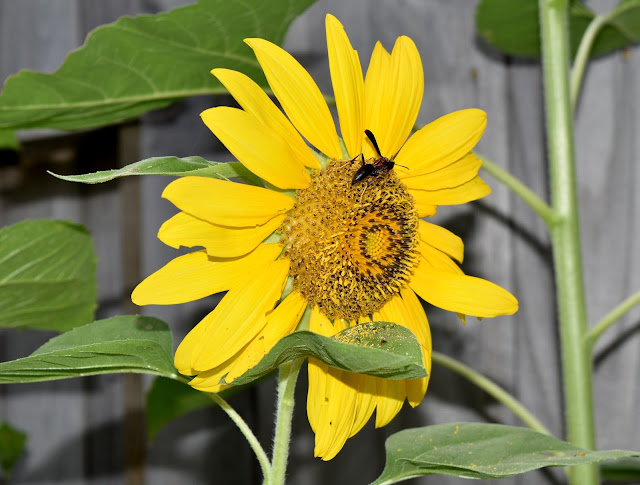 Sunflower and wasp