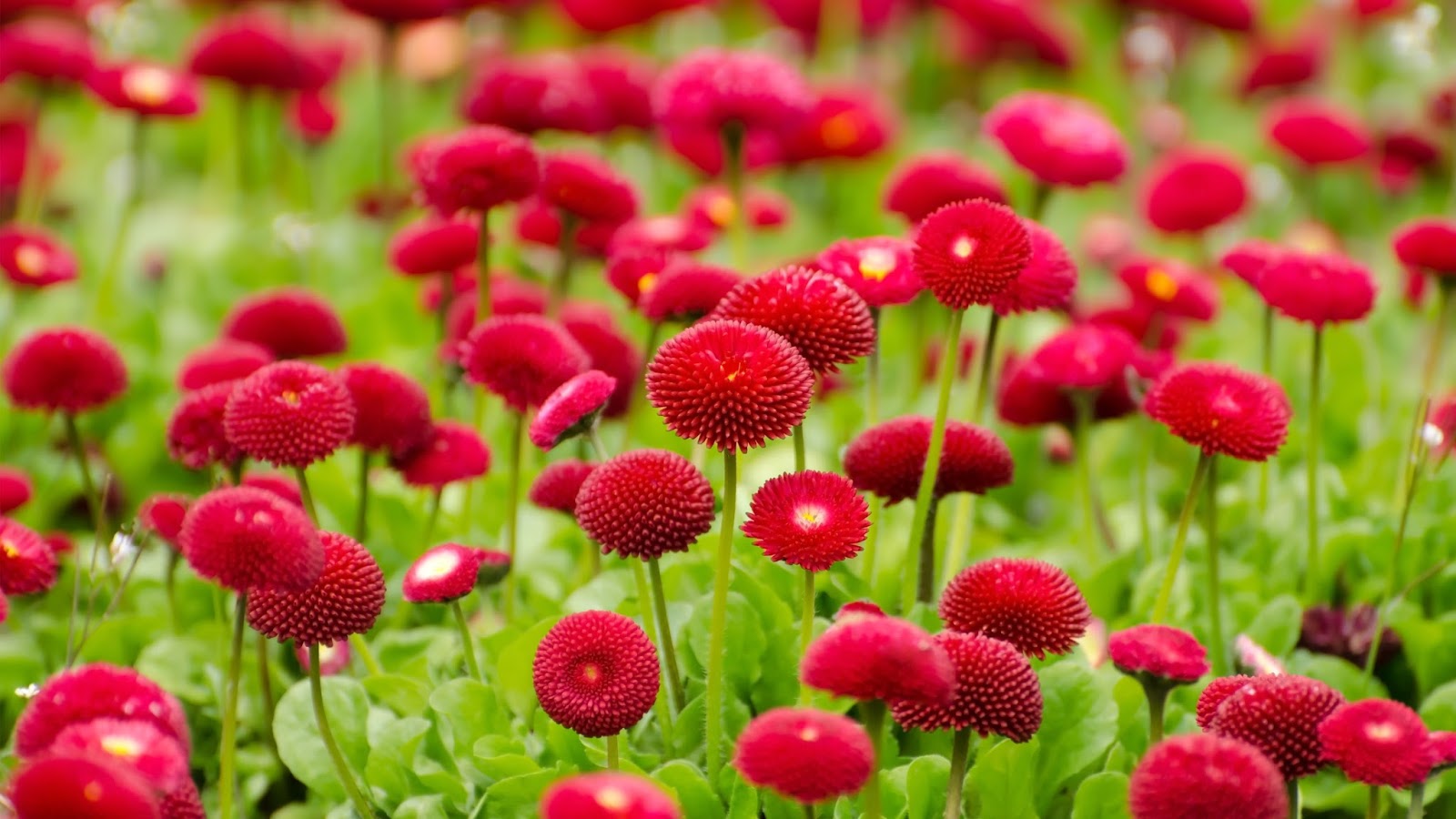 How flowering plants reproduce All Amazing Fact Of Life
