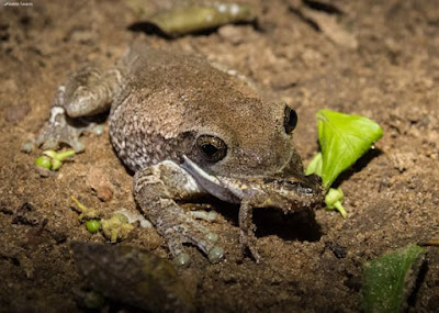 O registro do sapo comendo outro sapo durou cerca de 8 minutos e foi presenciado pela fotógrafa de natureza Izalete Tavares. Foto: Izalete Tavares canibalismo, sapos, tocantins, sapo comendo sapo, predação de sapos, pererecas, rãs, frog-eat-frog, frog-on-frog predation, fotógrafa, fotografa de natureza, natureza, flagra, Blog Natureza e Conservação, Tocantins, Formoso do Araguaia, frog, predação de sapos, anfíbios, Brasil, fotos de sapos, fotos de anfíbios