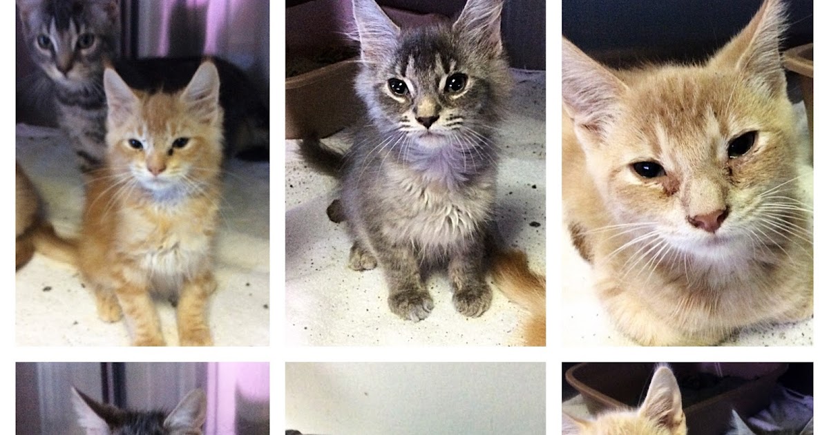 Ten Lives Club at Pet Supplies Plus E. Amherst Ten Lives Club Cat