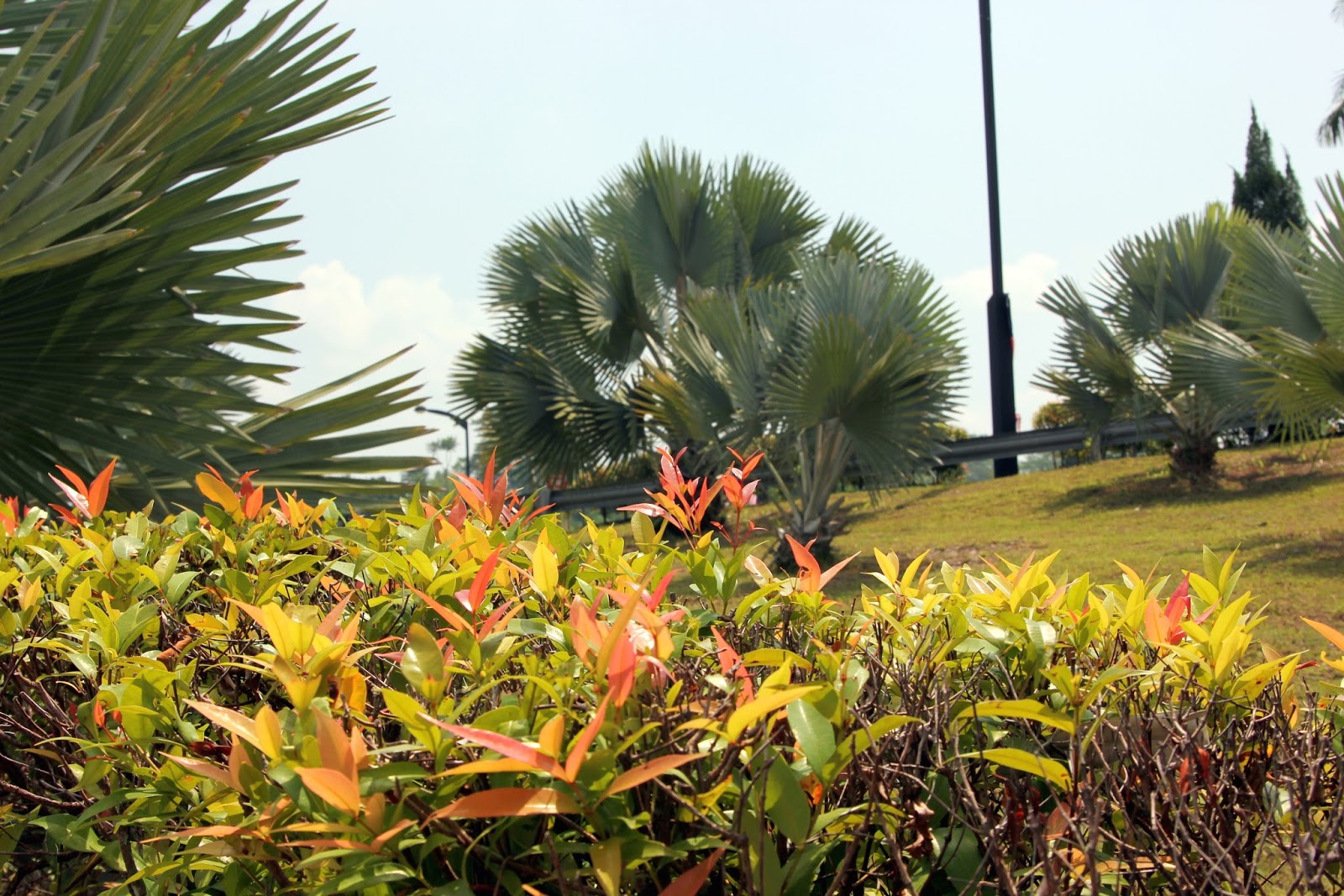 Niya's World Photos of Orchid Garden, Kuching