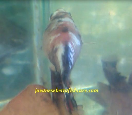 How to Treat Dropsy in Betta Fish 100% Cured Image How to Treat Dropsy in Betta Fish 100% Cured