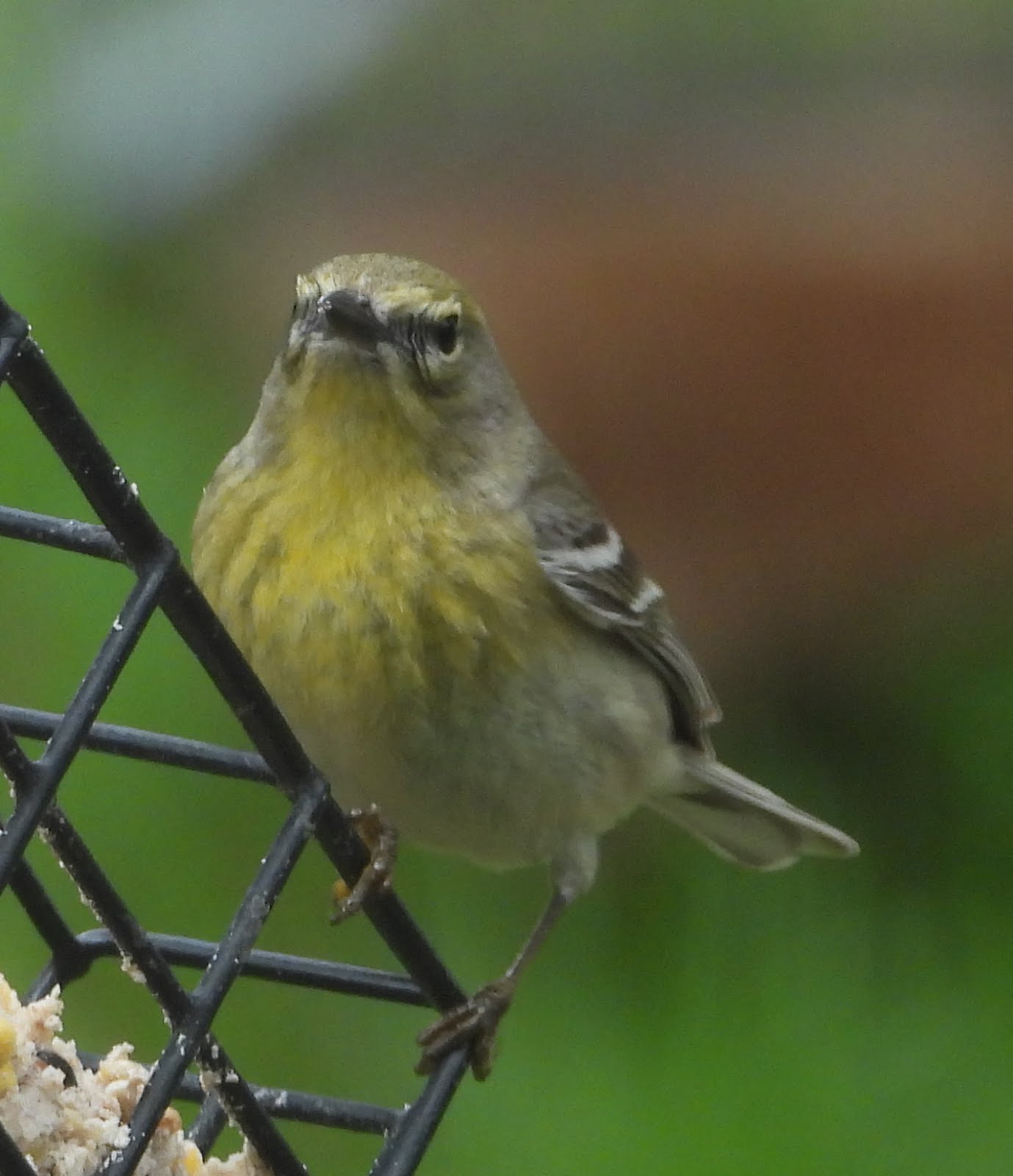 A Pine Warbler at our Suet feeder 30-April-2020