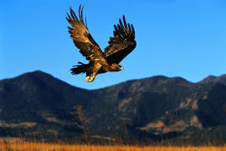 eagle golden prey birds flying aquila eagles chrysaetos animal animals