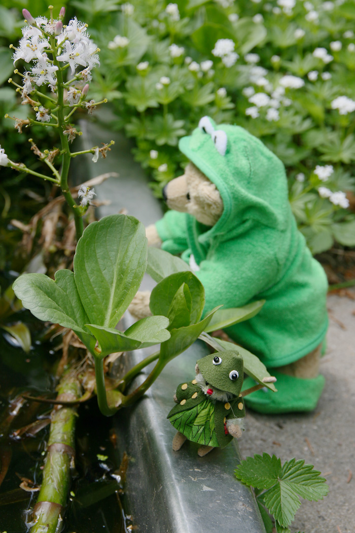 Bären in Haus & Garten: Mai 2013