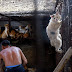 Imagem de gato tentando fugir do abate o salva da morte em festival chinês