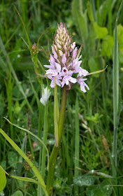 Common Spotted Orchid, Dactylorhiza fuchsii.  Jubilee Country Park, 2 June 2012.