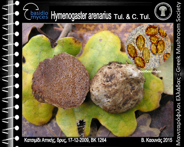 Hymenogaster arenarius Tul. & C. Tul.