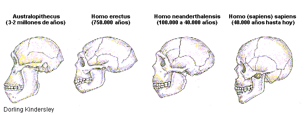 Cráneos de homínidos
