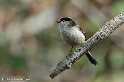 Mallerenga cuallarga (Aegithalos caudatus)