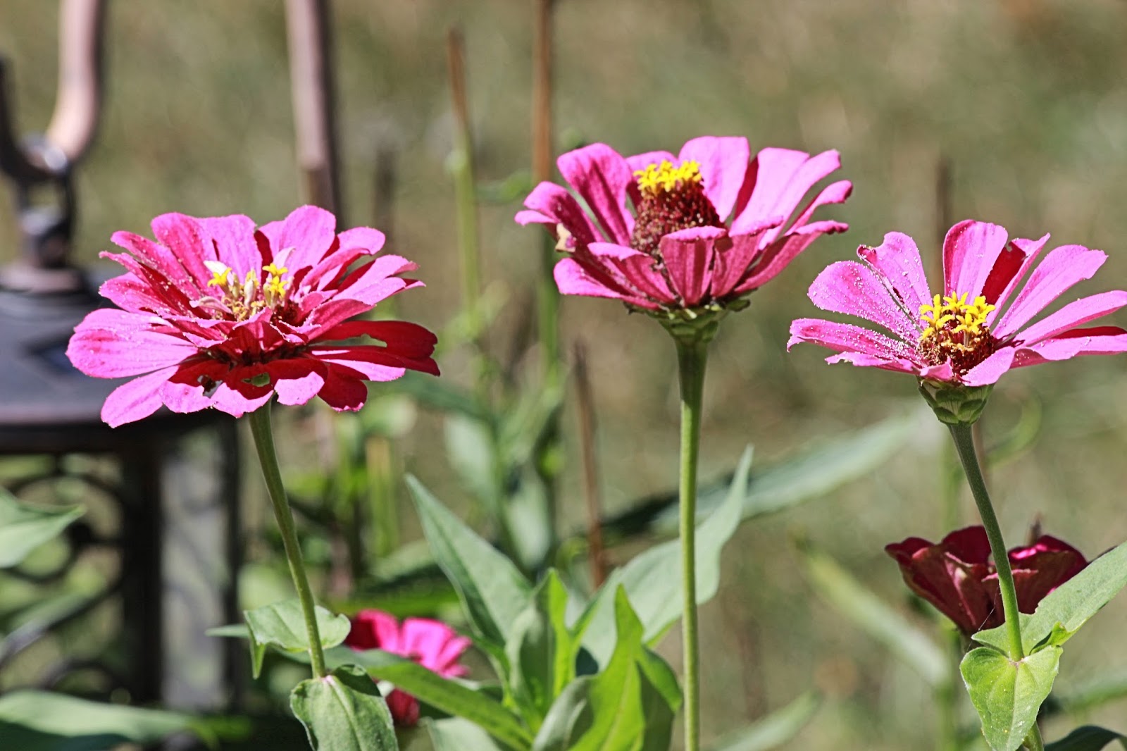 Christian Images In My Treasure Box Zinnias 3 Photos