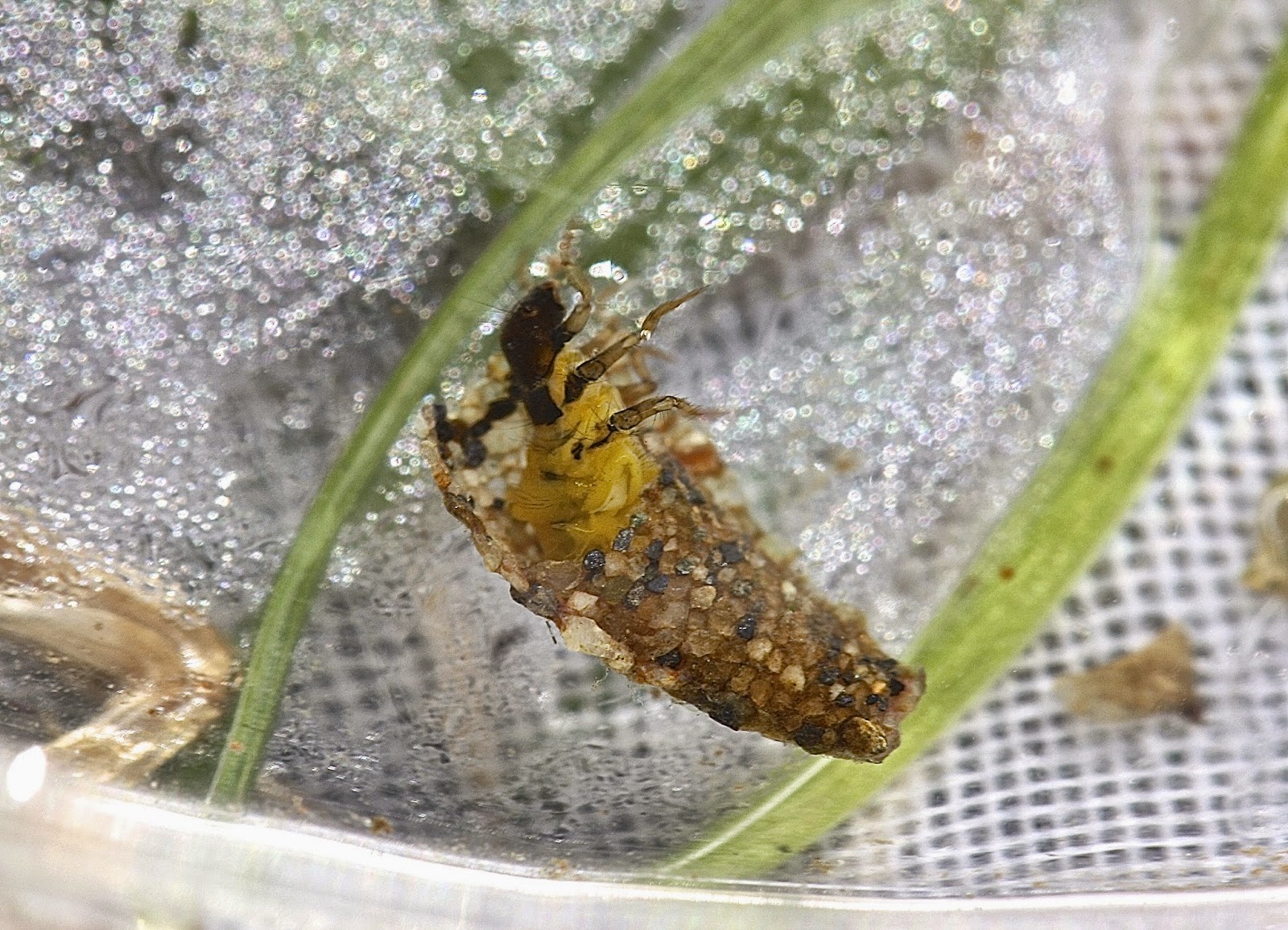 Aquatic Insects of Central Virginia The seasons of the caddisfly casemakers