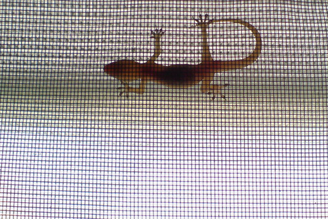 Lizard (Gecko)