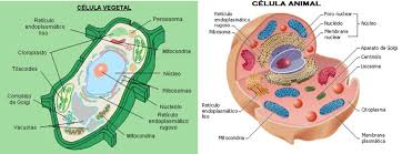 células vegetal y animal