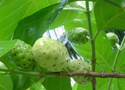 manfaat buah mengkudu manfaat buah mengkudu
