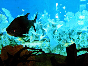 Belgrade Zoo.Piranha in the Aquarium.