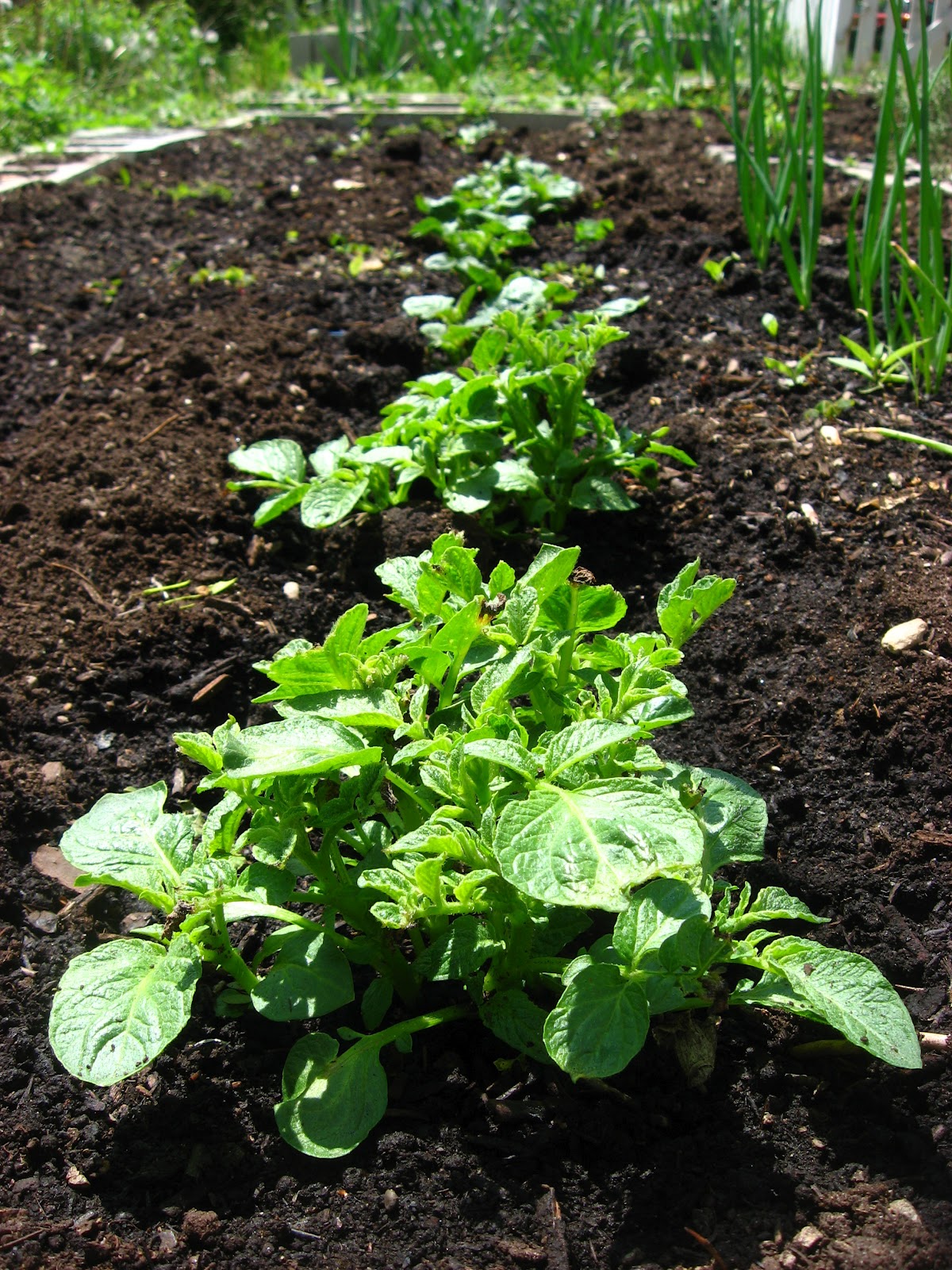 Капусту после картошки. Картофель и капуста посадки. Как выглядят ростки картошки. Фото картошки на огороде с ростками. Посадка капусты дёрна картофеля видео.