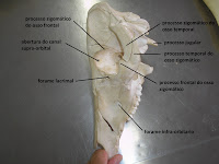 SOS Medicina Veterinária: Anatomia II - Cranio - Ruminante, suino ...