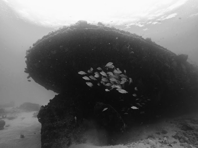 Diving in Barbados | Copyright: Skip to Malou Blog Diving, Underwater Photography, Barbados, Black and White Photography, GoPro
