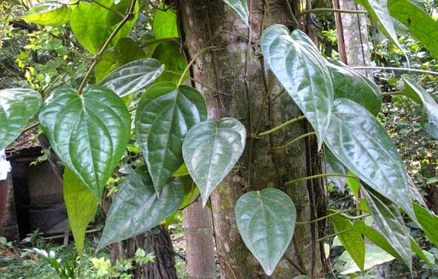 PENGERTIAN, JENIS, DAN CONTOH SIMBIOSIS