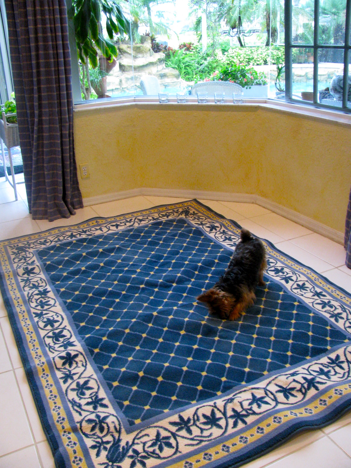 MAY DAYS Rug or No Rug