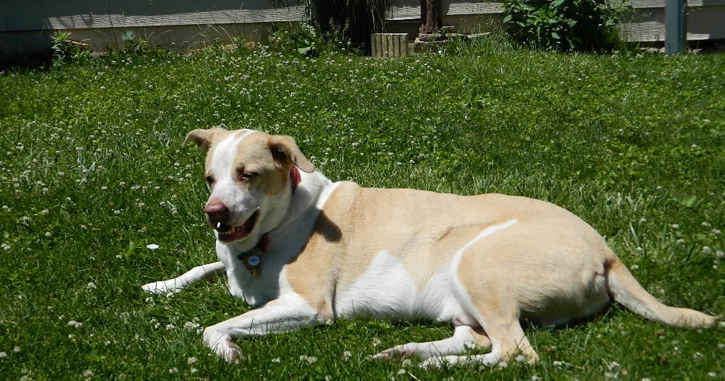 Alan World Poop and Pasta