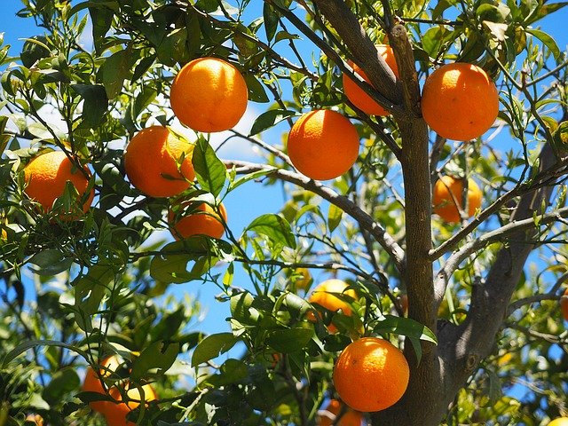 gambar pohon jeruk hias