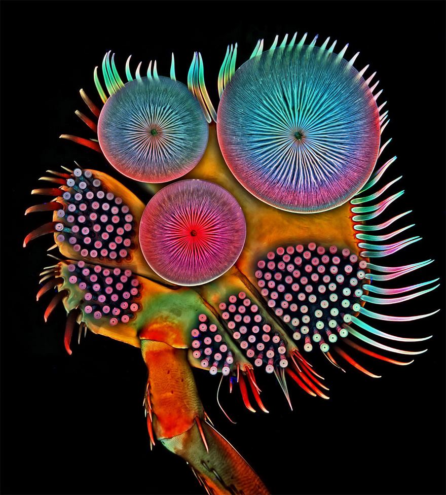 2016 Nikon Macro Photo Contest Winners Show The World Like You’ve Never Seen Before - Fifth Place. Front Foot (Tarsus) Of A Male Diving Beetle
