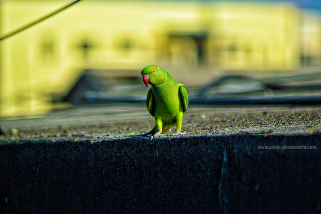 Parrot thinking