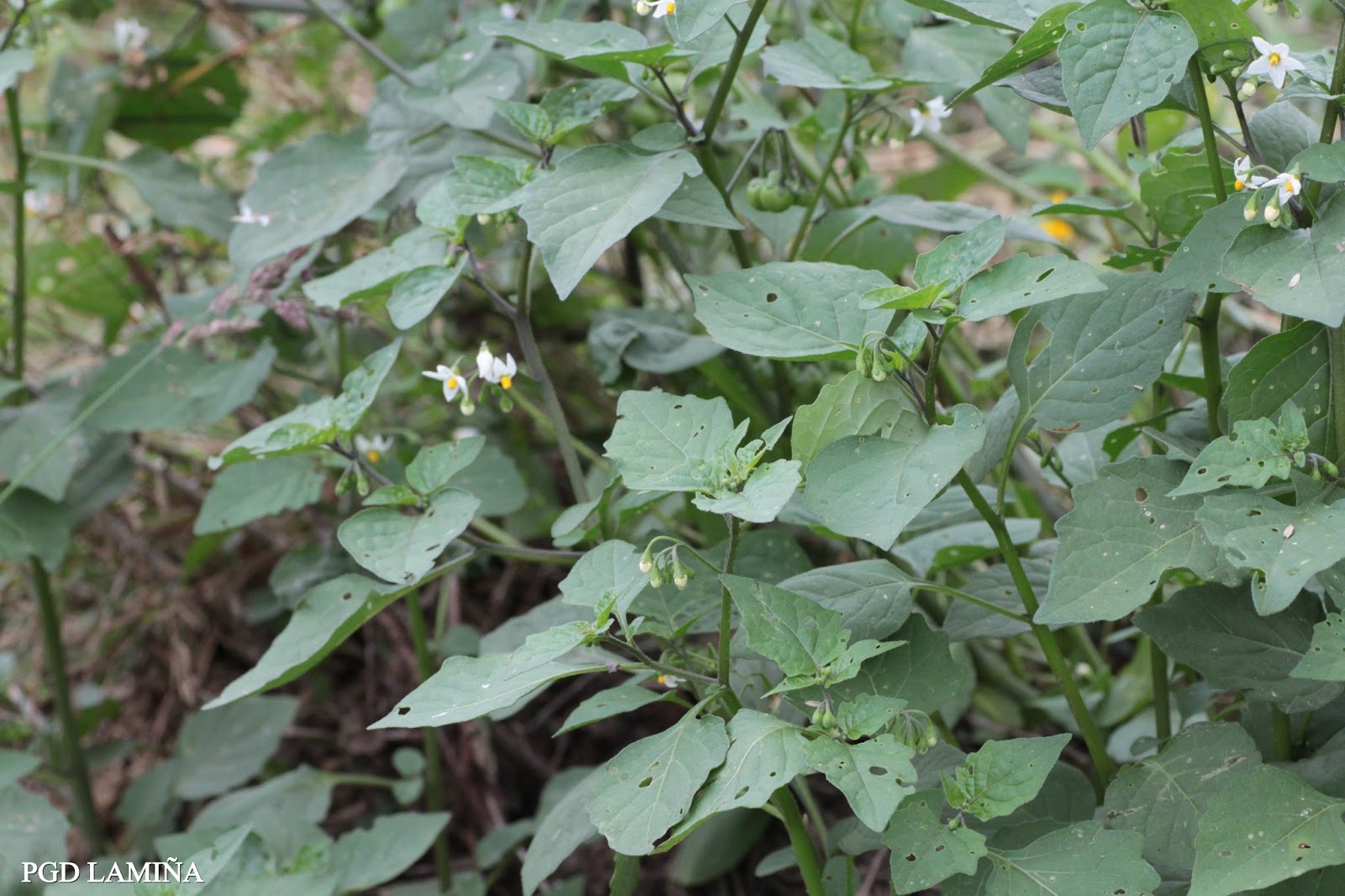 SOLANUM NIGRUM. tomatillos del diablo.