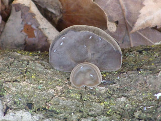 Auricularia auricula-judae DSC72748