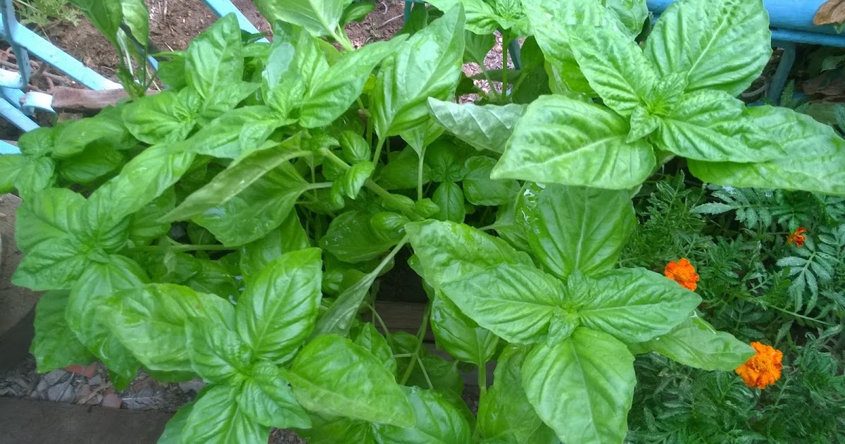 HOME AND GARDEN: HOW TO GROW BASIL