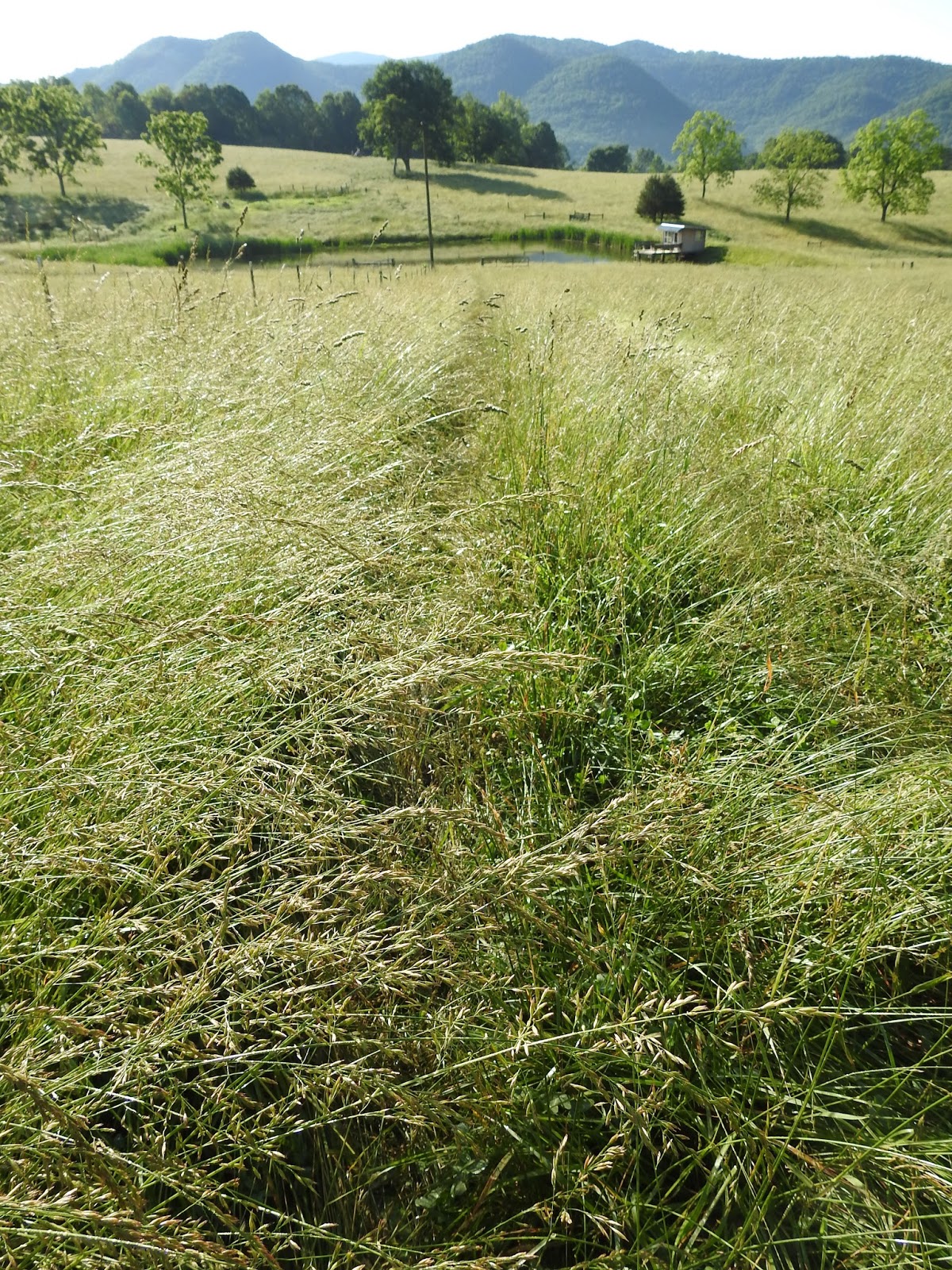 Mountain Glen Farm Journal It Just Keeps On Growing