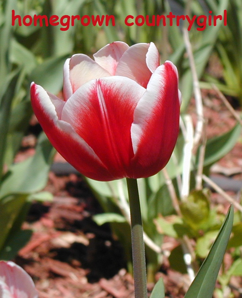 homegrown countrygirl The Parkinson Tulip