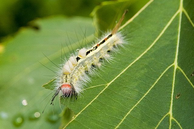 caterpillar stings