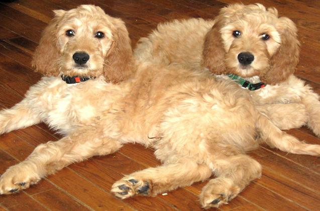 Man Who Bred First Labradoodle Says He Created A Frankenstein S