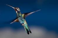 Burung kolibri pandai terbang