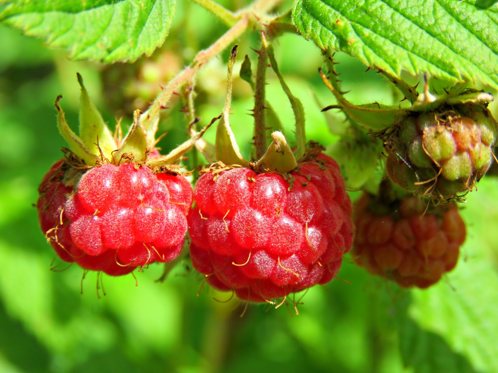 Малина москва Малина москва