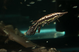 My Quest For Predatory & Oddball Fishes Atractosteus Tropicus aka