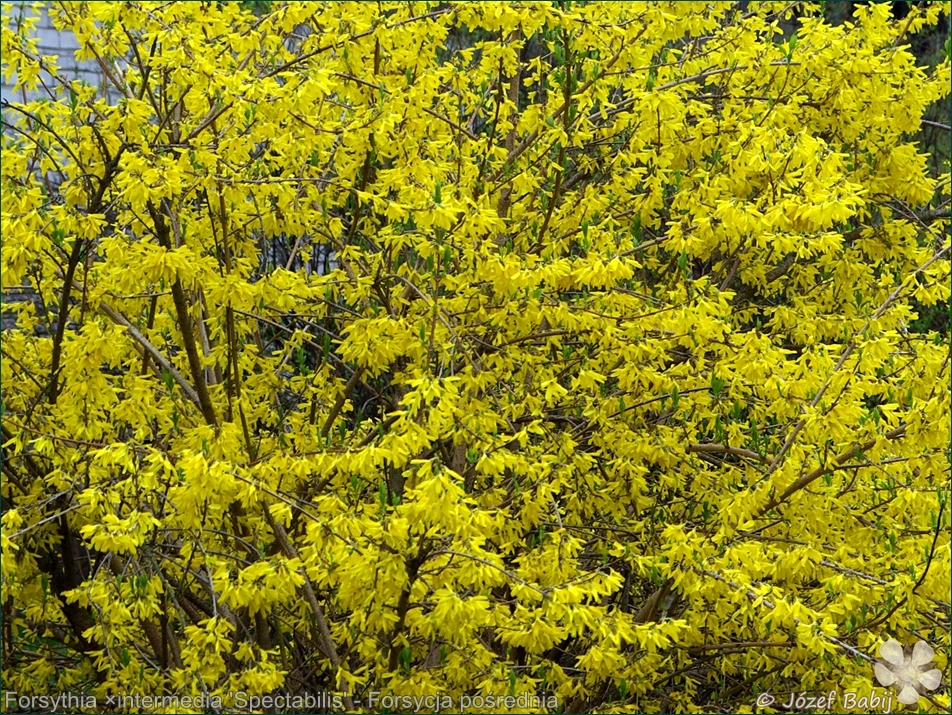 Forsythia ×intermedia 'Spectabilis' - Forsycja pośrednia 'Spectabilis' kwiaty