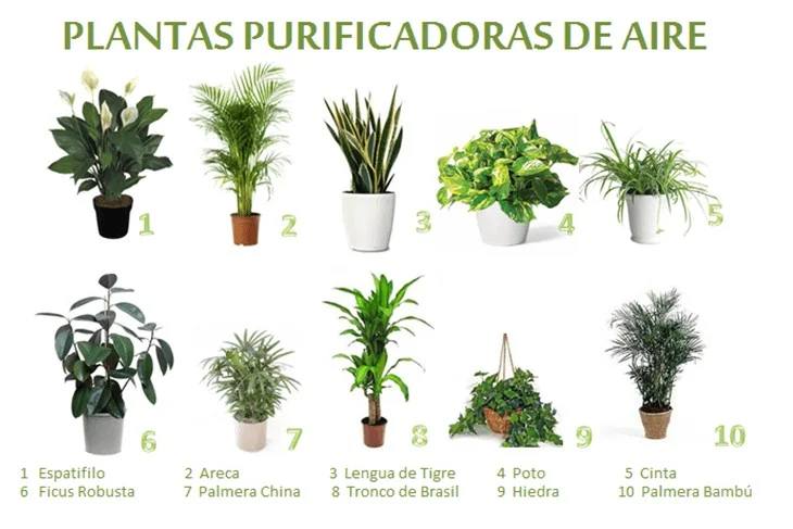 plantas de interior que purifican el aire