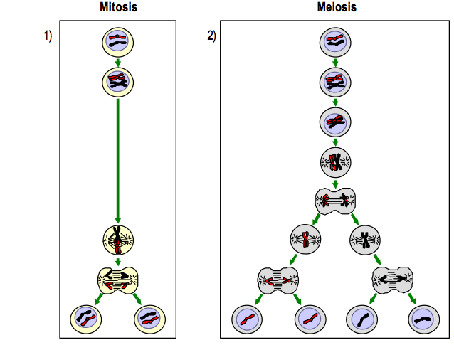 Y Una Tiza Al Cielo División Celular Mitosis Y Meiosis