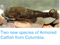 http://sciencythoughts.blogspot.co.uk/2013/11/two-new-species-of-armored-catfish-from.html