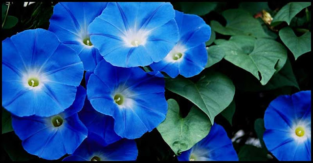 Morning Glory Flowers: How It Benefits Our Health Morning Glory Flowers: How It Benefits Our Health