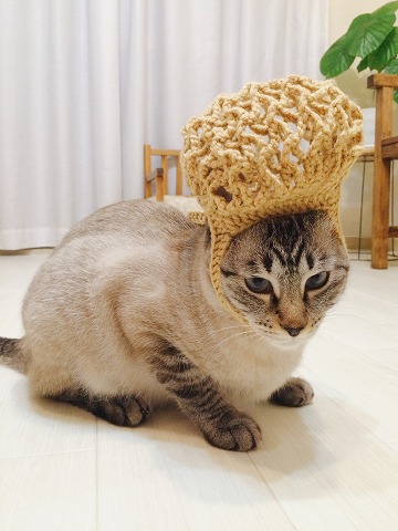 ネットバッグを頭に被せられている猫